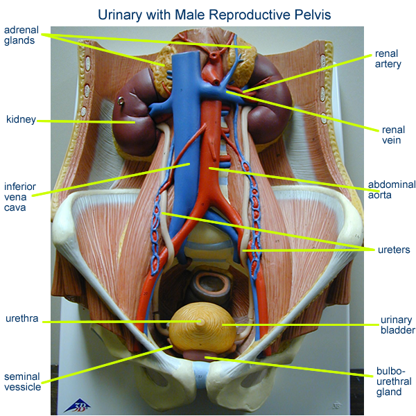 Urinary Models